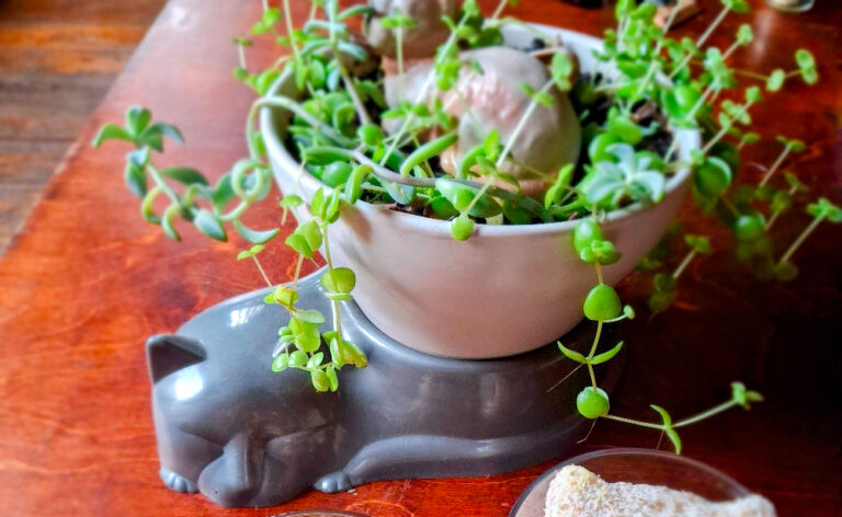 How To Grow A Calico Kitten Succulent Plant