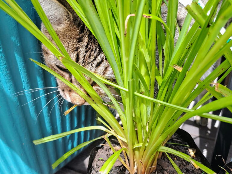 Tips And Tricks To Grow Your Own Cat Grass