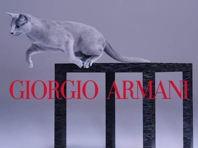 A Cat Steals The Spotlight In GIORGIO ARMANI’S Latest Campaign